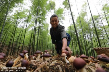 又带动山区农气流粉碎机民增收致富