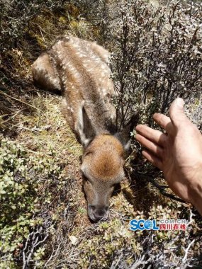 与鹿群不超微粉碎机期而遇